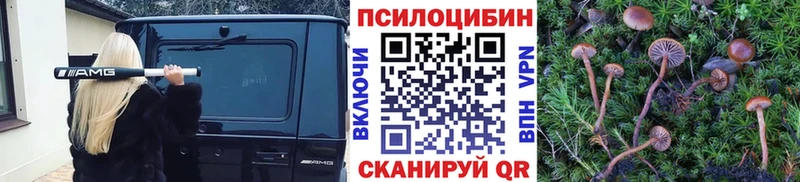 Псилоцибиновые грибы Psilocybe Бокситогорск